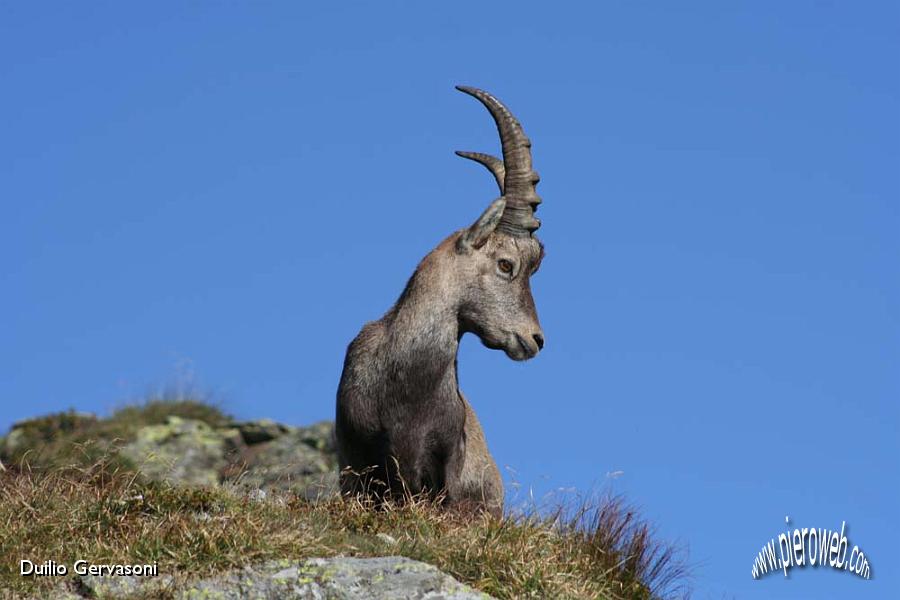 10 Stambecco al Passo di Salmurano.jpg